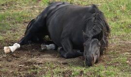 Lenkijoje nugaišusiam arkliui nustatyta juodligė