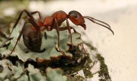 Atradimas: skruzdės gali išgelbėti pasaulį nuo klimato kaitos