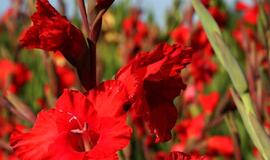 &quot;Naujasis turgus&quot; kviečia įsigyti gėlių rugsėjo 1-ajai