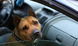 Karklė 2014 Live Music Beach