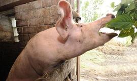 Prašys, kad ES padengtų kiaulių maro išlaidas