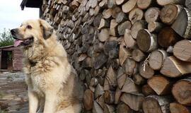 Sukčiai susigalvoja naujų vaidmenų