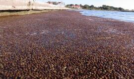 Marių pakrantės nuklotos moliuskų kriauklėmis