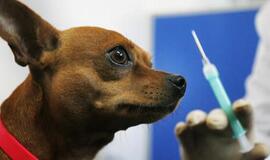 Minint pasaulinę pasiutligės dieną bus galima nemokamai vakcinuoti naminius gyvūnus