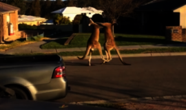 Australijoje gatvėje susimušė dvi kengūros