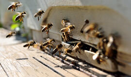 JAV: mirė vyras, užpultas maždaug 800 tūkstančių bičių