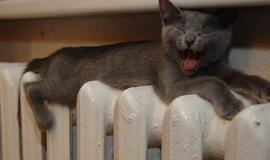 Kaune šiluma per mėnesį pabrango 22 proc., Vilniuje – 13 proc.