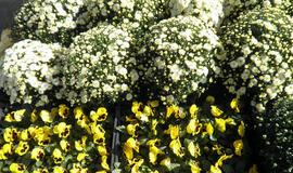 &quot;Naujojo turgaus&quot; aktualijos