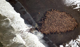 Prie Aliaskos krantų į sausumą išplaukė dešimtys tūkstančių jūros vėplių
