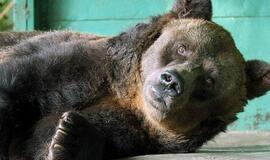 Rusijoje nugaišo seniausia pasaulyje rudoji meška