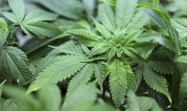 Vairavo apsvaigę ir vežėsi narkotikus