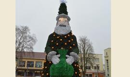 Palangos eglė - didžiausias Lietuvoje Kalėdų senis