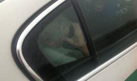 Girtas kaip maišas latvis vairavo vilkiką