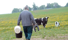 Pieno supirkimo kainos padidėjo