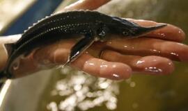 Rusnėje auginami eršketų reproduktoriai