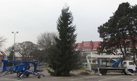 Neringoje Kalėdomis dar nekvepia