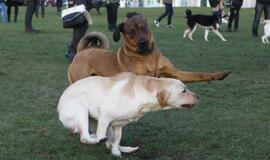 Šuniukų Kalėdų šventė