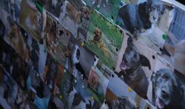 Šuniukų Kalėdų šventė