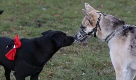 Šuniukų Kalėdų šventė