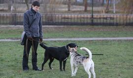 Šuniukų Kalėdų šventė