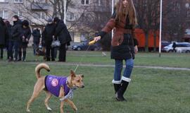 Šuniukų Kalėdų šventė