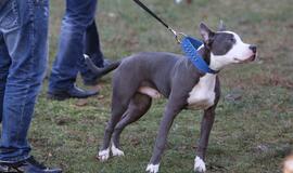 Šuniukų Kalėdų šventė