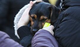 Šuniukų Kalėdų šventė