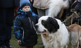 Šuniukų Kalėdų šventė