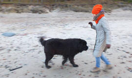 Po audros Karklėje dingo niufaundlendas Gotas