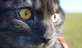 Laimingos istorijos: bjaurieji ančiukai, tapę gulbėmis (2)