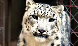 Iš privataus zoologijos sodo Meksikoje išgelbėti 100 gyvūnų