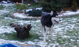 Klaipėdoje rastas pasimetęs haskis