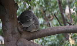 Australijoje nužudyta šimtai koalų