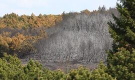 Kuršių nerijoje pradedamas gaisrų pavojaus stebėjimas