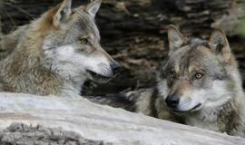 Lietuvoje - arti 300 vilkų ir 100 lūšių