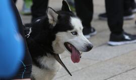 Gintaro kelias Palanga - Šventoji 2015