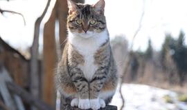 Rajone žiauriai susidorota su gyvūnu