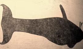 Stebėkite internetu paskaitą - apie paslaptingą baltojo banginio skeletą