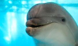 Delfinariumas kviečia į delfinukės vardynas