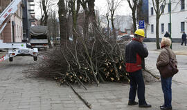 Klaipėdiečiai protestuoja prieš medžių kirtimą