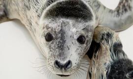 Šiaurės vėjas į Jūrų muziejų &quot;pripūtė&quot; ruoniukų