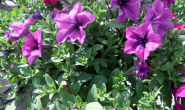 &quot;Naujojo turgaus&quot; aktualijos