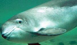 Baltijos jūros banginukais vadinamoms jūrų kiaulėms reikalinga apsauga