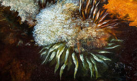 Baroti galerijoje - paroda &quot;XXI Klaipėdos Pilies Džiazo Festivaliui&quot;