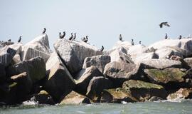 "Baltic tall ships" regatos laivų palydos
