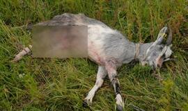 Sulaukėję šunys Žemaičių Naumiestyje sudraskė ožkų bandą