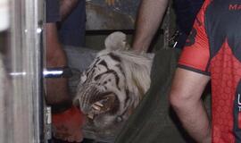 Tbilisyje nušautas žmogų sudraskęs tigras