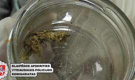 Uostamiestyje bus teisiami kvaišalų platintojai