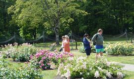 Palangos Birutės parko rožynas džiugina žiedais