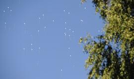 Renginys "Išsaugokime pasaką"